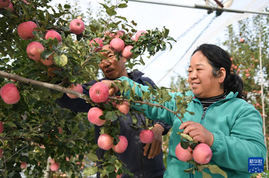 【高质量发展看陕西】“上天”的延安苹果，蕴藏哪些新质生产力