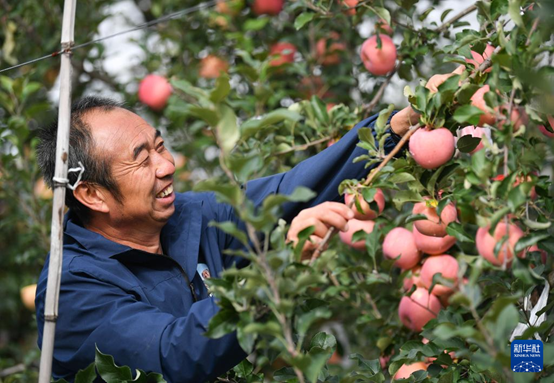【高质量发展看陕西】“上天”的延安苹果，蕴藏哪些新质生产力