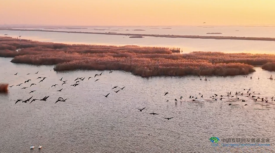 “两山”理念与美丽中国丨湿地与候鸟，一场岁岁年年的相守