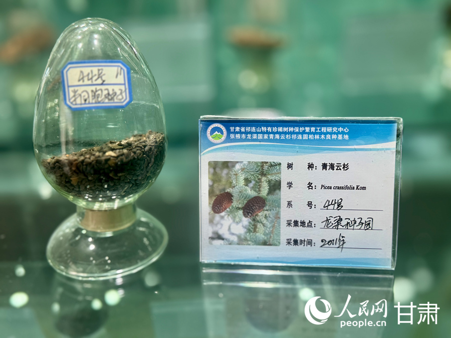 良种基地保存的青海云杉种子。人民网记者 焦隆摄