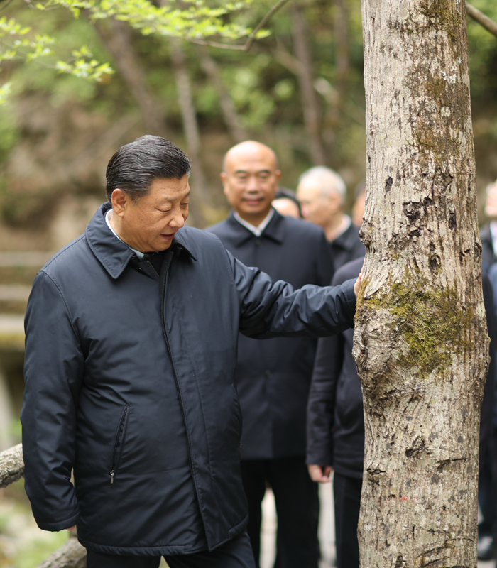 　2020年4月，习近平总书记来到位于商洛市柞水县的秦岭牛背梁国家级自然保护区，考察秦岭生态保护情况。新华社记者 鞠鹏 摄