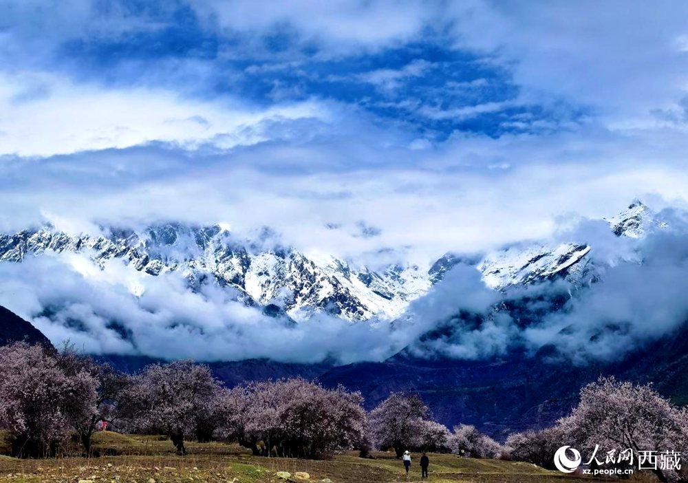 雪山下的桃花。人民网 李海霞摄