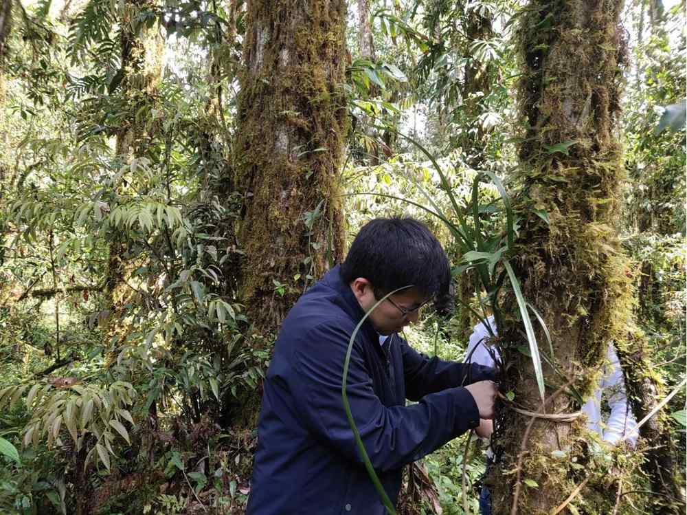 兰花归野。图片由山水自然保护中心提供