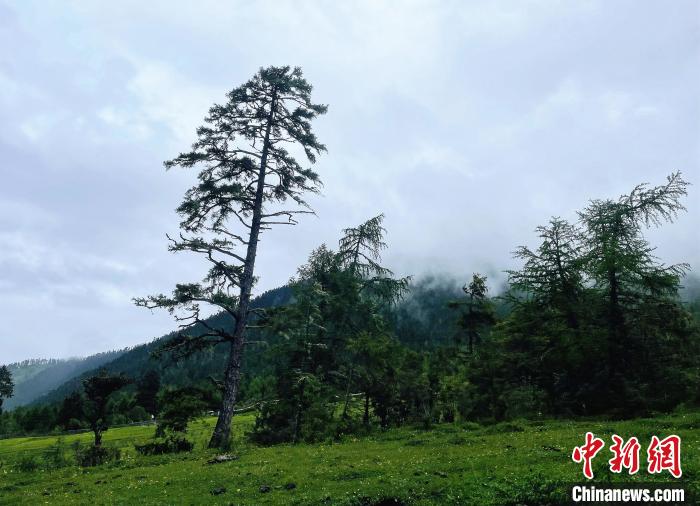 6月10日，鲁朗小镇高山牧场景区风光。　冉文娟 摄