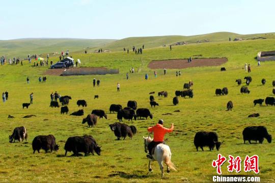 甘肃甘南藏区“绿色蝶变”原生态旅游引众“打卡”