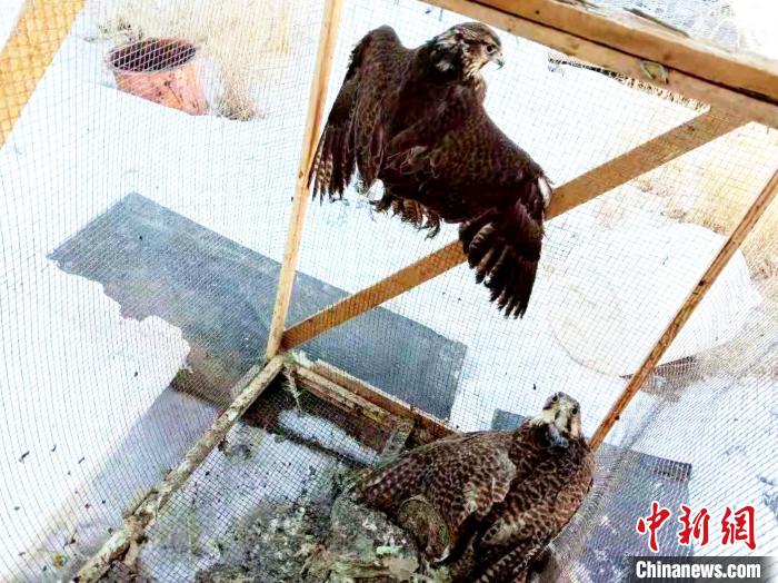 青海一男子私自饲养濒危物种猎隼被查