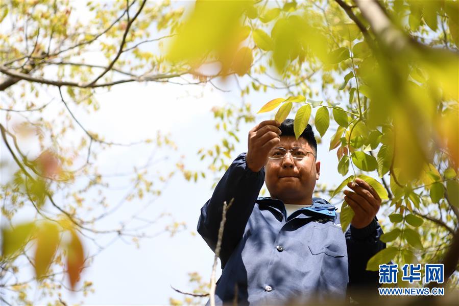 （脱贫攻坚·图片故事）（4）“90后新农人”的返乡致富路