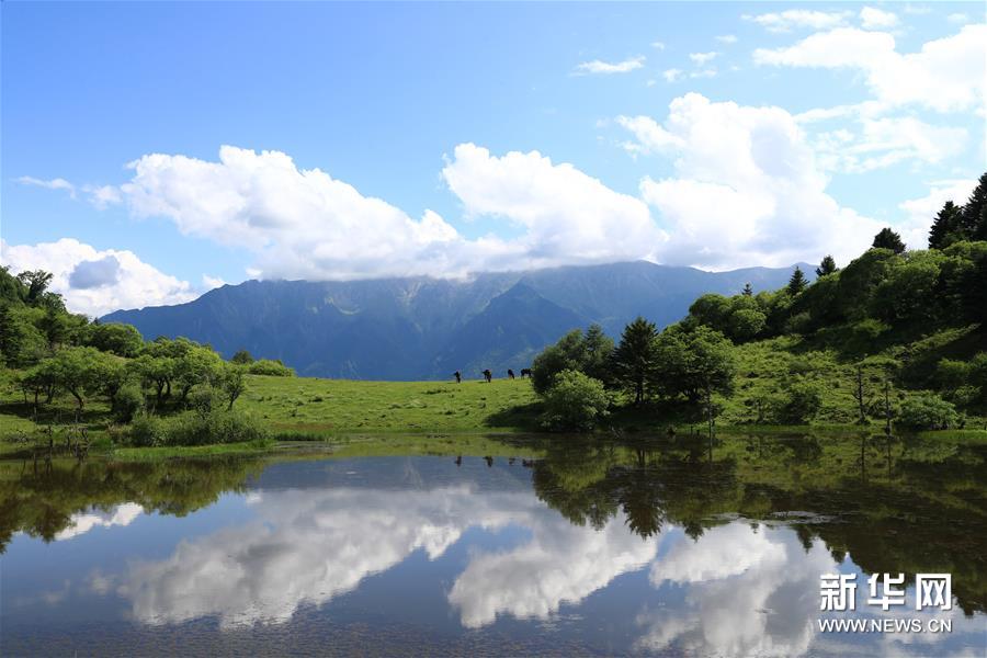 （新华视界）（6）甘肃舟曲：夏日藏乡画中景