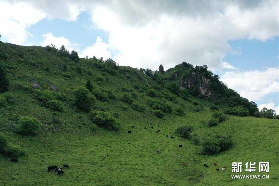 （新华视界）（5）甘肃舟曲：夏日藏乡画中景