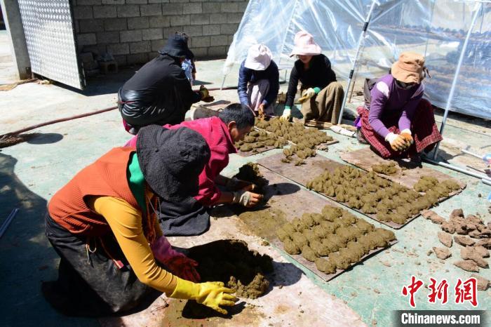 鲜牛粪加工成走俏燃料四川壤塘牧民走出致富新路