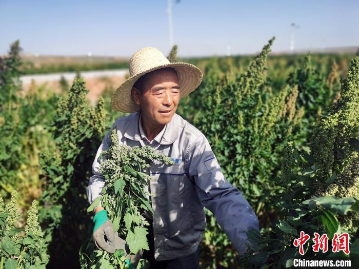 甘肃天祝：高海拔广种藜麦已占全国面积1/3