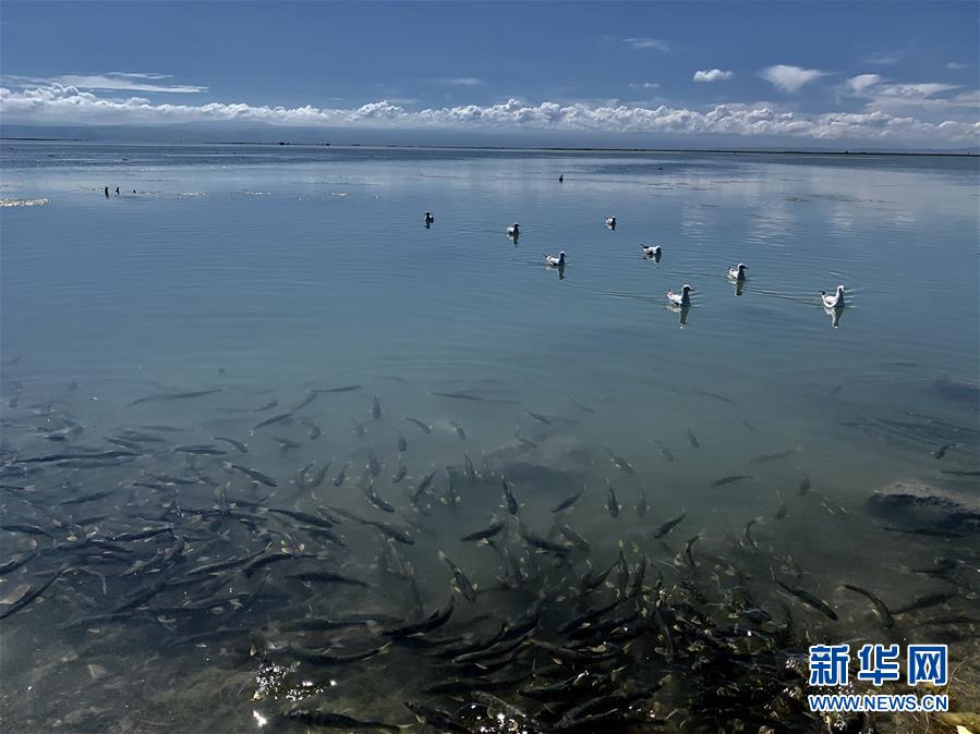 （新华全媒头条·图文互动）（4）大湖见证 ——持续保护让青海湖生态华丽“蝶变”