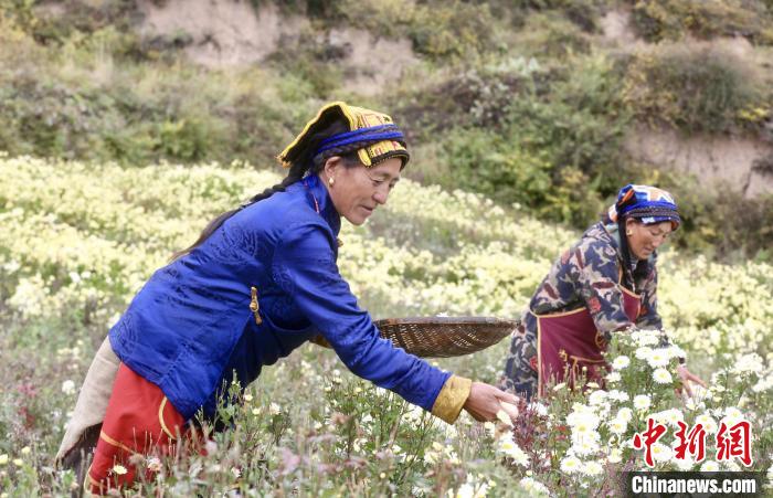 黑水村民在采摘杭白菊。桐乡市宣传部提供