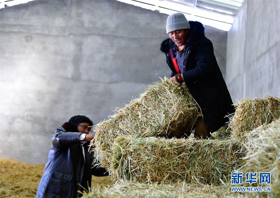 （图文互动）（4）备足粮草好过冬——青海称多县采访见闻