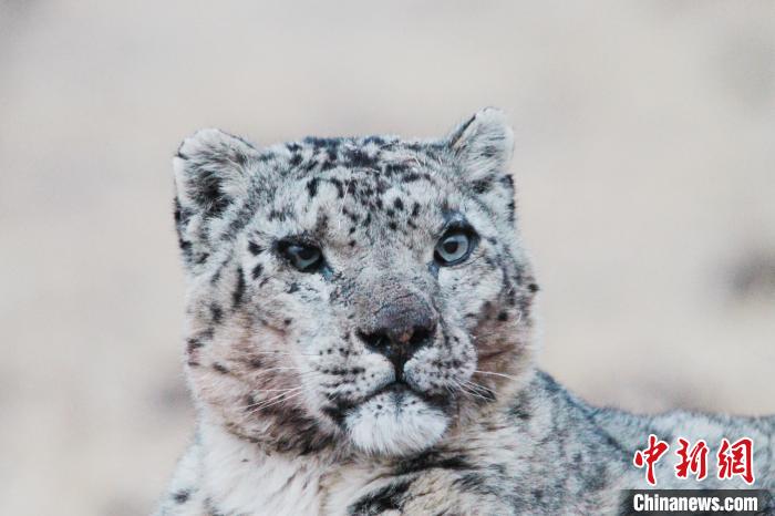 图为生态管护员拍摄到的雪豹。　扎西达哇 摄