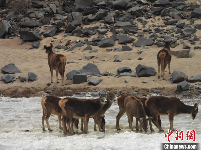 图为白唇鹿、岩羊等在通天河饮水。　丁巴达杰 摄