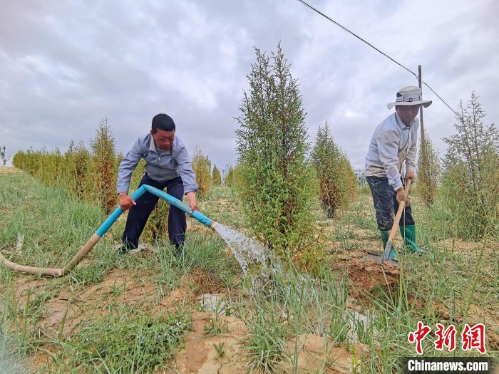 青海海南：昔日荒滩变绿洲