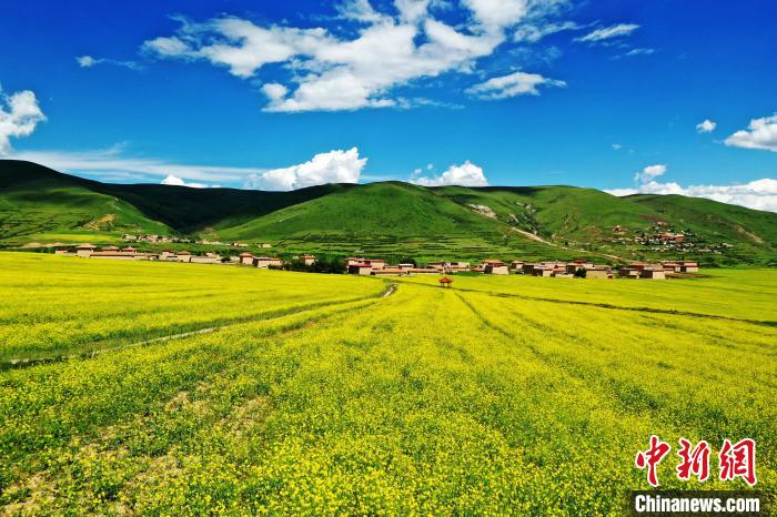 四川阿坝：万亩高原油菜花引游人