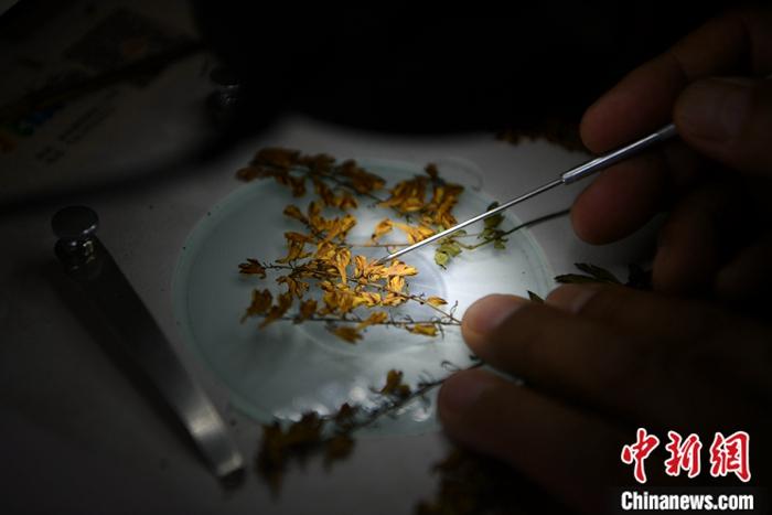 方震东在办公室用显微镜观察植物标本。刘冉阳 摄