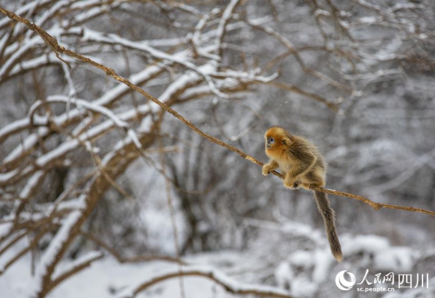 雪中嬉戏的川金丝猴。钟欢摄