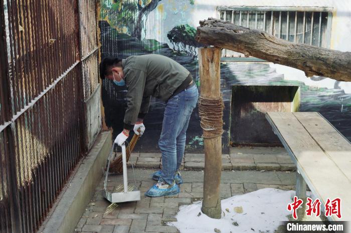 图为雪豹“奶爸”史寿军正在打扫豹馆卫生。　马铭言 摄