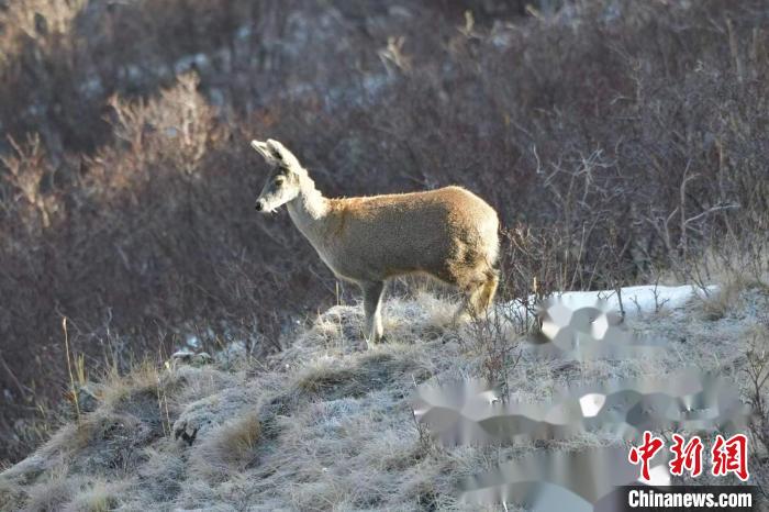 三江源腹地青海达日：野生动物频“上镜”
