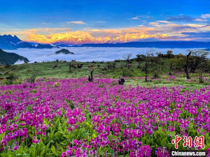 春天的牛背山花海。　游蓉萍 摄