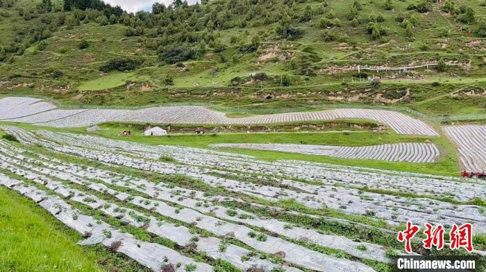 长江源上游水源地班玛“唤醒”撂荒地:土豆变“金豆”