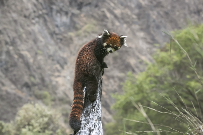 小熊猫。凉山州委宣传部供图