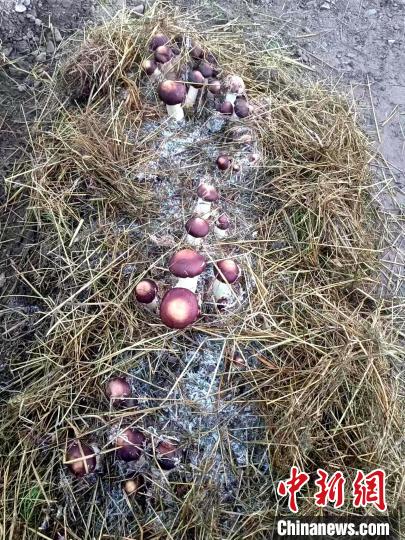 青海高原有机赤松茸获丰收实现“产业兴旺”