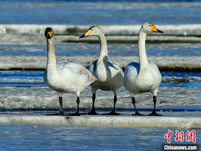 图为三只天鹅在湖面上晒太阳。　何启金 摄