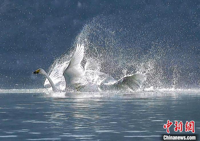 图为大天鹅在水中嬉戏。　严桉 摄