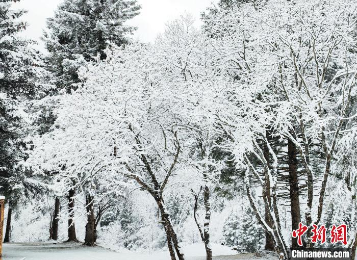 大熊猫国家公园王朗片区春雪如画，宛若仙境。　罗春平 摄