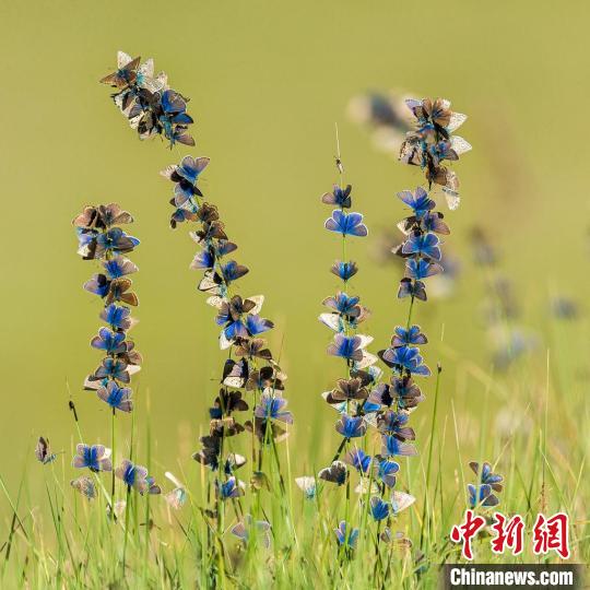 图为鲍永清的作品《盛开的蝴蝶》。 青海省祁连山自然保护协会供图