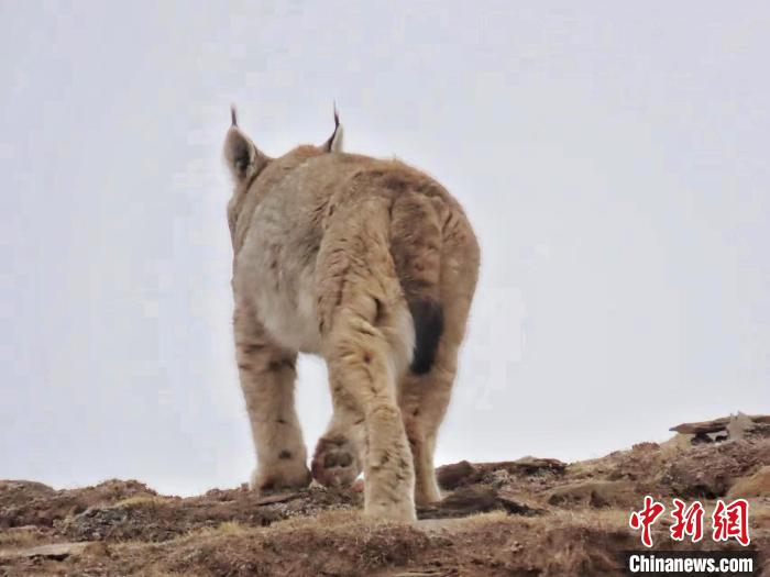 图为三江源国家公园长江源园区内的野生猞猁。　格加 摄