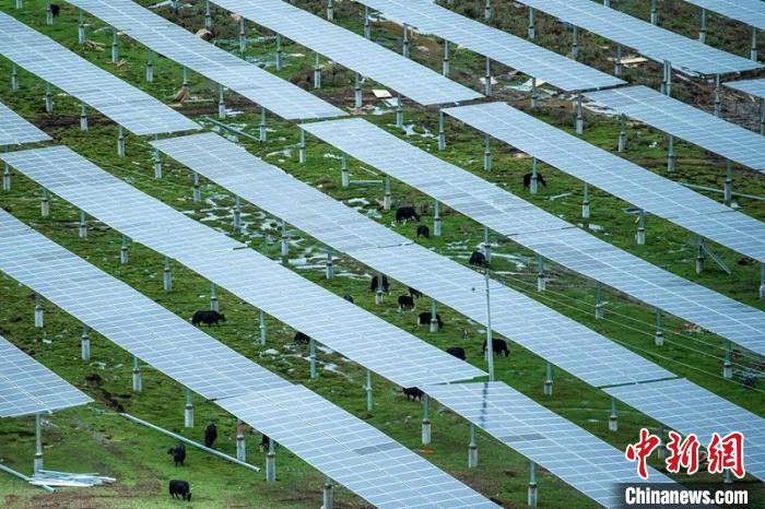 柯拉光伏板距地面高度超过1.8米，可满足植被生长需要，又能保障牛羊放牧空间，实现“牧光”互补。　刘忠俊 摄