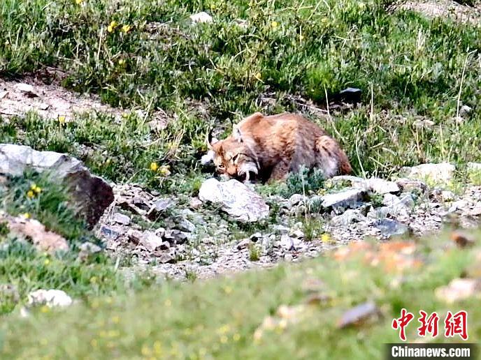 图为猞猁正在进食。　向文军 摄