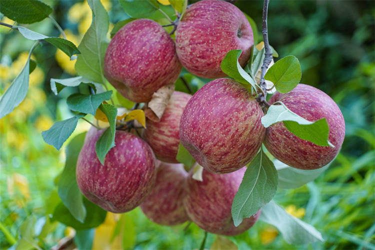 挂满枝头的苹果。茂县科学技术和农业畜牧局供图