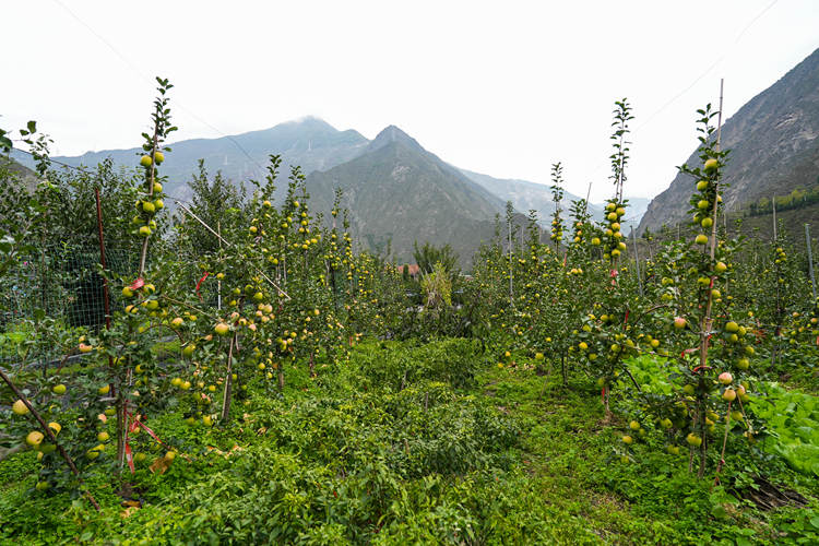 苹果园里套种海椒。茂县科学技术和农业畜牧局供图