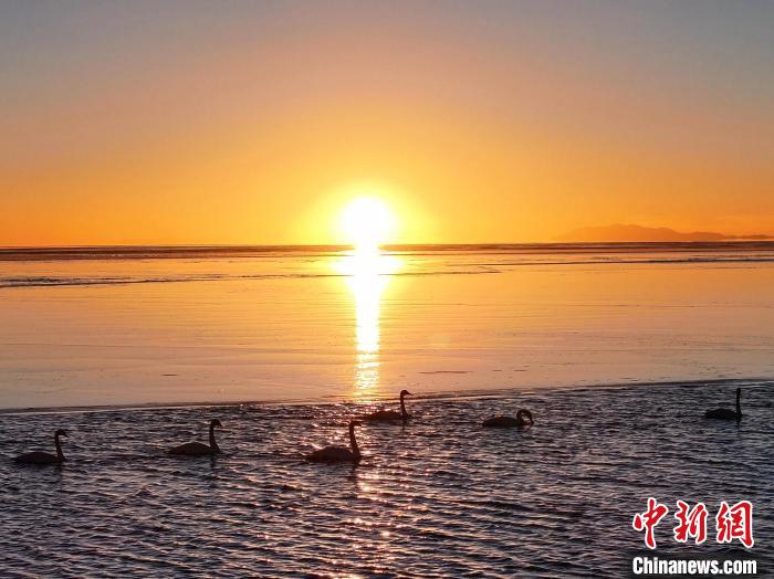 青海湖大天鹅迁徙而来沐浴游弋宛若仙子