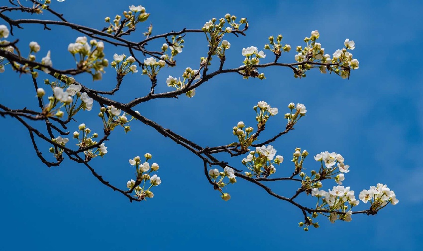丹巴梨花。何曦摄