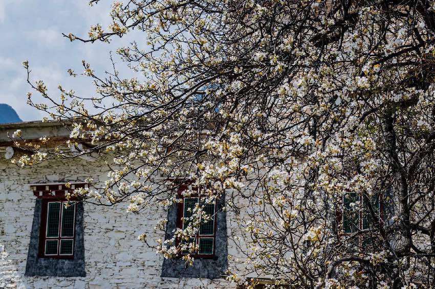 丹巴梨花。何曦摄