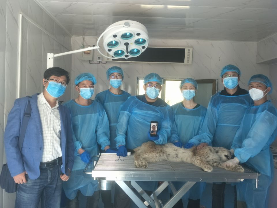 “天线宝宝”猞猁得到了专业的救助与妥善安置。受访者供图