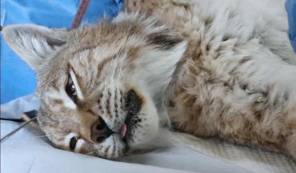 “天线宝宝”猞猁放归前进行身体检查。受访者供图