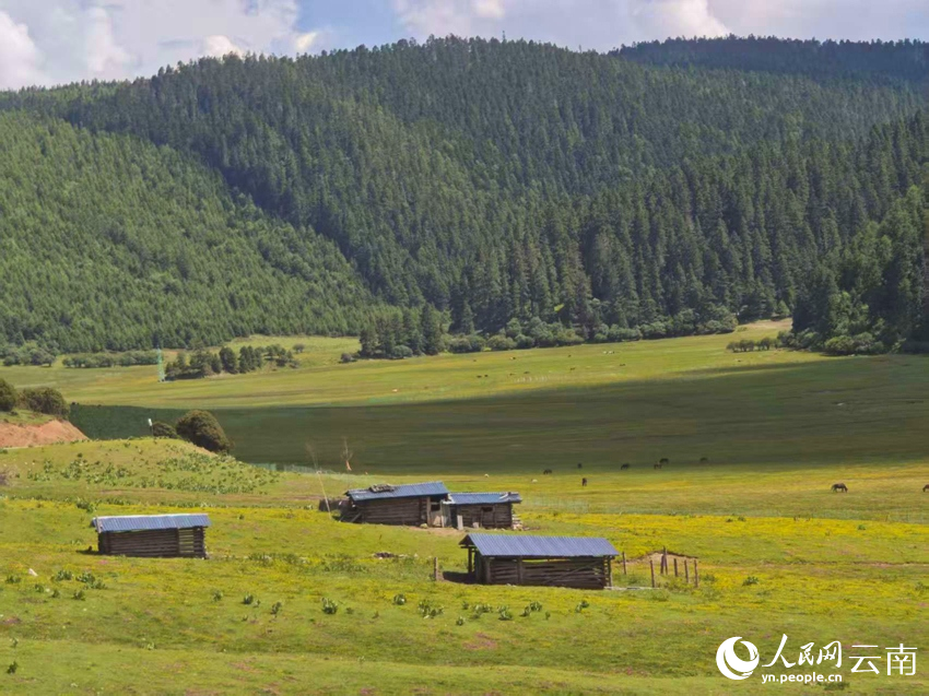 迪庆香格里拉普达措公园夏日风景如画。人民网记者 木胜玉摄