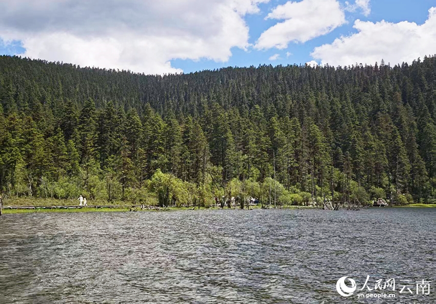 迪庆香格里拉普达措公园夏日风景如画。人民网记者 木胜玉摄