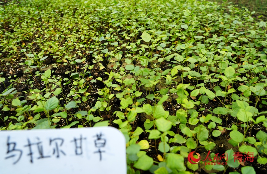 治沙试验站的沙生植物苗。人民网记者 甘海琼摄