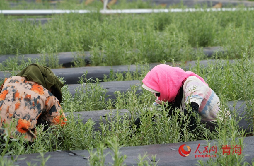 工人在试种的沙生植物苗圃中除草。人民网记者 甘海琼摄