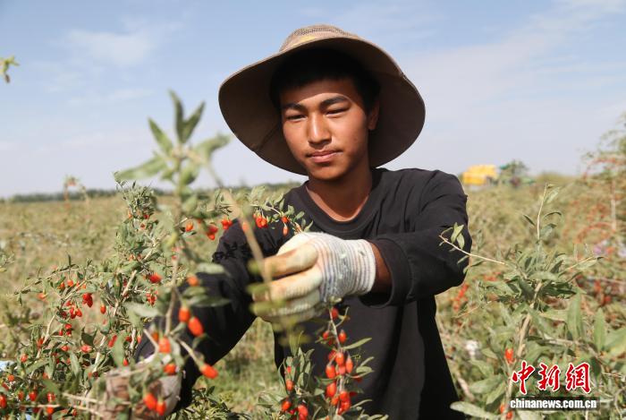 青海格尔木：柴达木枸杞迎来丰收季