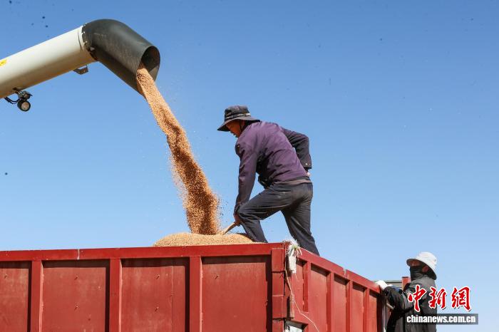 青海贵南：万亩小麦进入收割季